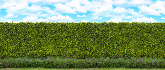 Long green tree wall with blue sky and cloud for backdrop design, And free space for art work.
