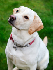 Adorable Golden Labrador sitting obediently on grass