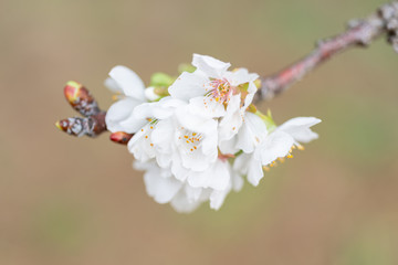 Detail of different flowers of fruit trees