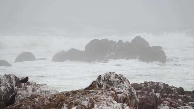 Slow Motion: Black Oystercatcher Bird Sitting in Front of Massive Waves Hitting Coast