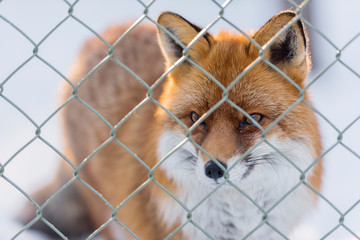 a portrait of a red little fox on snow .through the .wire mesh, during winter
