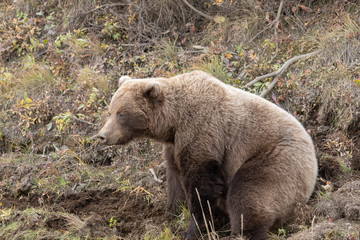 Grizzly Bear in Fall in Denali National Park Alaska