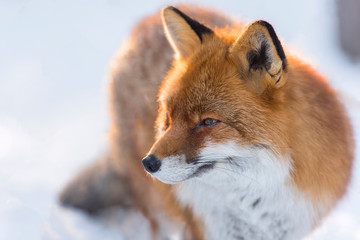 a portrait of a red little fox on snow during winter