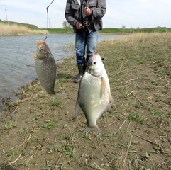 Random catch of two fish at once on a fishing rod. Bream and crucian.