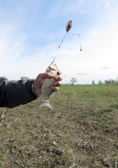 Crucian. The first in the spring season.