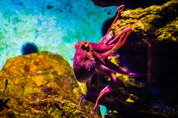 Octopus in a sea water aquarium squid in blue sea water