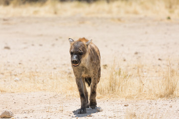 Hyena in Kgalagadi transfrontier Park