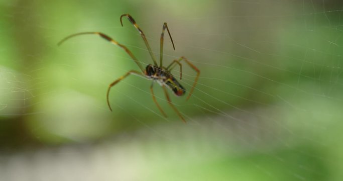 Closeup image of a spider walking