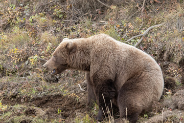 Obraz premium Grizzly Bear in Fall in Denali National Park Alaska