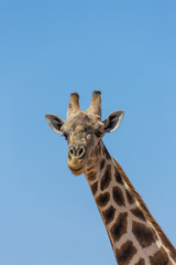 Giraffe in Kalahari desert