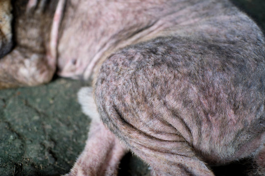 Dog Skin Conditions, Demodectic Mange,scratch the wound