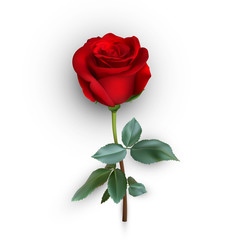 realistic rose design isolated on background. vector illustration