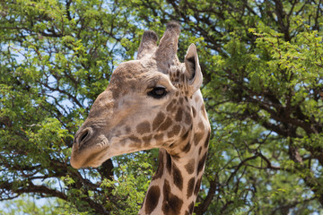 Giraffe in Kalahari desert