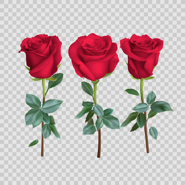realistic rose design isolated on background. vector illustration