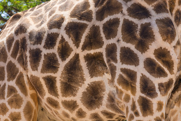 Giraffe in Kalahari desert