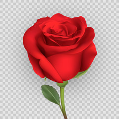 realistic rose design isolated on background. vector illustration