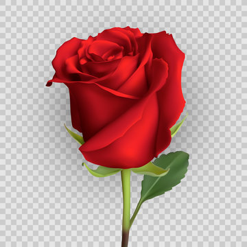 realistic rose design isolated on background. vector illustration