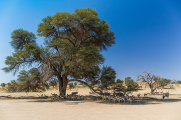Landscape of the Kalahari