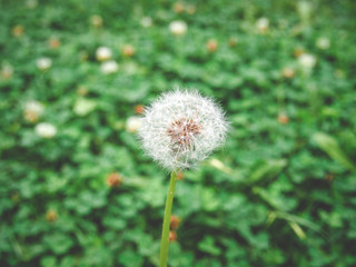 dandilion with green background