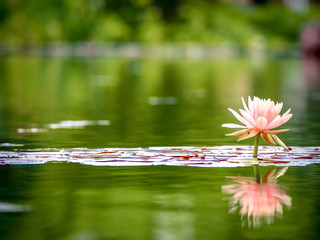 Pink blooming lotus in the pond