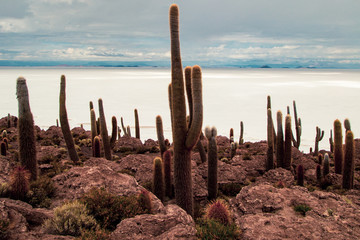 cactus valley