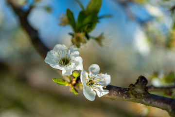 Detail of different flowers of fruit trees