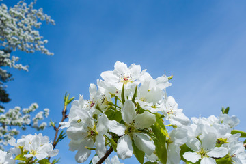 Flowers of apple trees close-up. Tree branches with white flowers on a background of blue sky. Blooming gardens, warm spring day. Space for text. Selective focus.