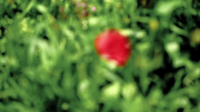 Einzelne Mohnblume vor gr&uuml;nem Hintergrund: Focus Shift von alles unscharf zur Mohnblume