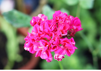 Obraz premium pink flower close up side view