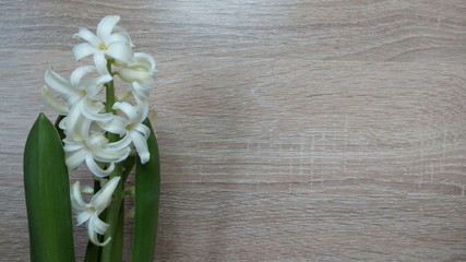 White hyacinth as a background is located on the right.