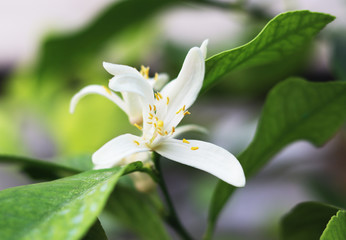 white flowers of a growing lemon