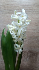Elegant, white hyacinth close-up, on a wooden background.