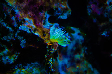 Obraz premium Tropical fish in a sea aquarium in the sea in blue optics