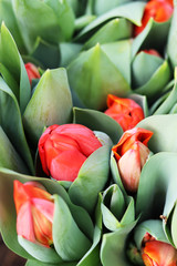red tulips with green leaves top view