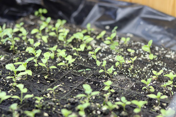 green seedlings after winter hibernation