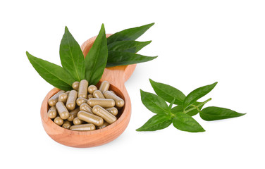 Andrographis paniculata leaf and capsule in spoon wooden on white background. medical herbs