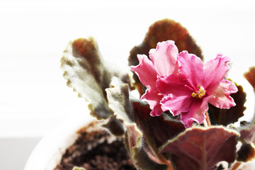 indoor plants with flowers side view