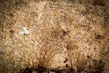 ,Caraway or Carum carvi or meridian fennel or Persian cumin vintage engraving,cumin (zeera) plants and seed,fresh plant of unripe cumin on natural background