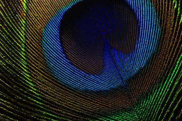 Macro peacock feather,Feather, Peacock, Peacock Feather, Macrophotography, Nature