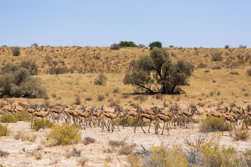 Landscape of the Kalahari