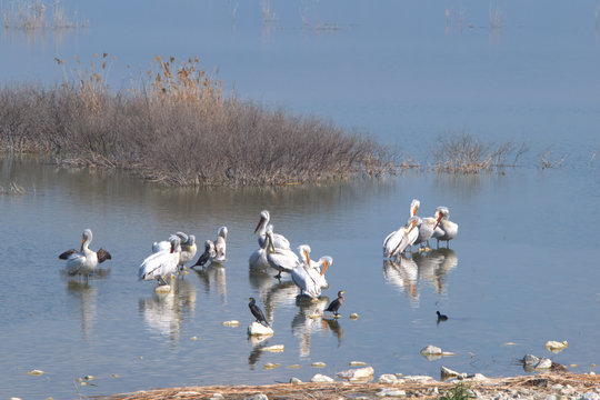 Lake Karla , Greece , wild flora and fauna, in a protected ecological environment