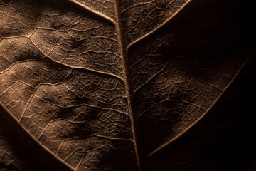 Dried brown teak leaves appear close to the leaf bone and veins,Thailand, Abstract, Accidents and Disasters, Autumn, Backgrounds 
