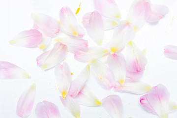Obraz na płótnie Canvas Blütenblätter einer Tulpe Flatlay