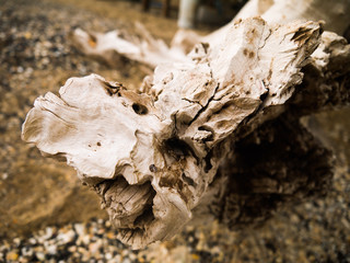 Old wooden log on the beach close up