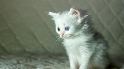 kitten with heterochromia white color