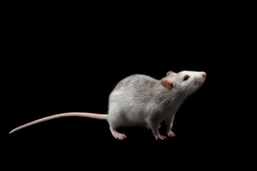 Gray rat isolated on dark black background. Rodent pet.