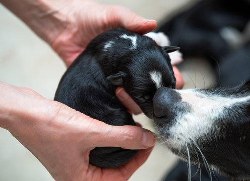 Adorable newborn puppy in hands, mother sniffing