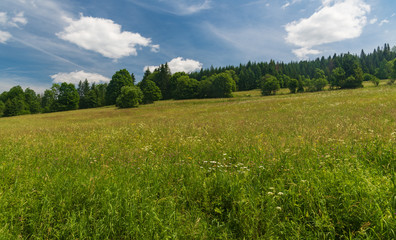 beautiful landscape scenery with meadow surrounded by trees and blue sky with clouds