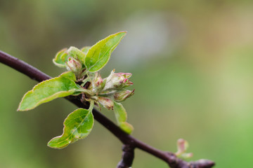 Apple tree branch with pink buds in a spring garden, selective focus