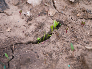 Sprout in the crack of the earth